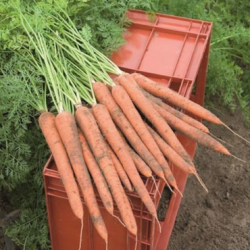 Marchew  Ibiza  F1 100 tyś. nasion precyzja  st